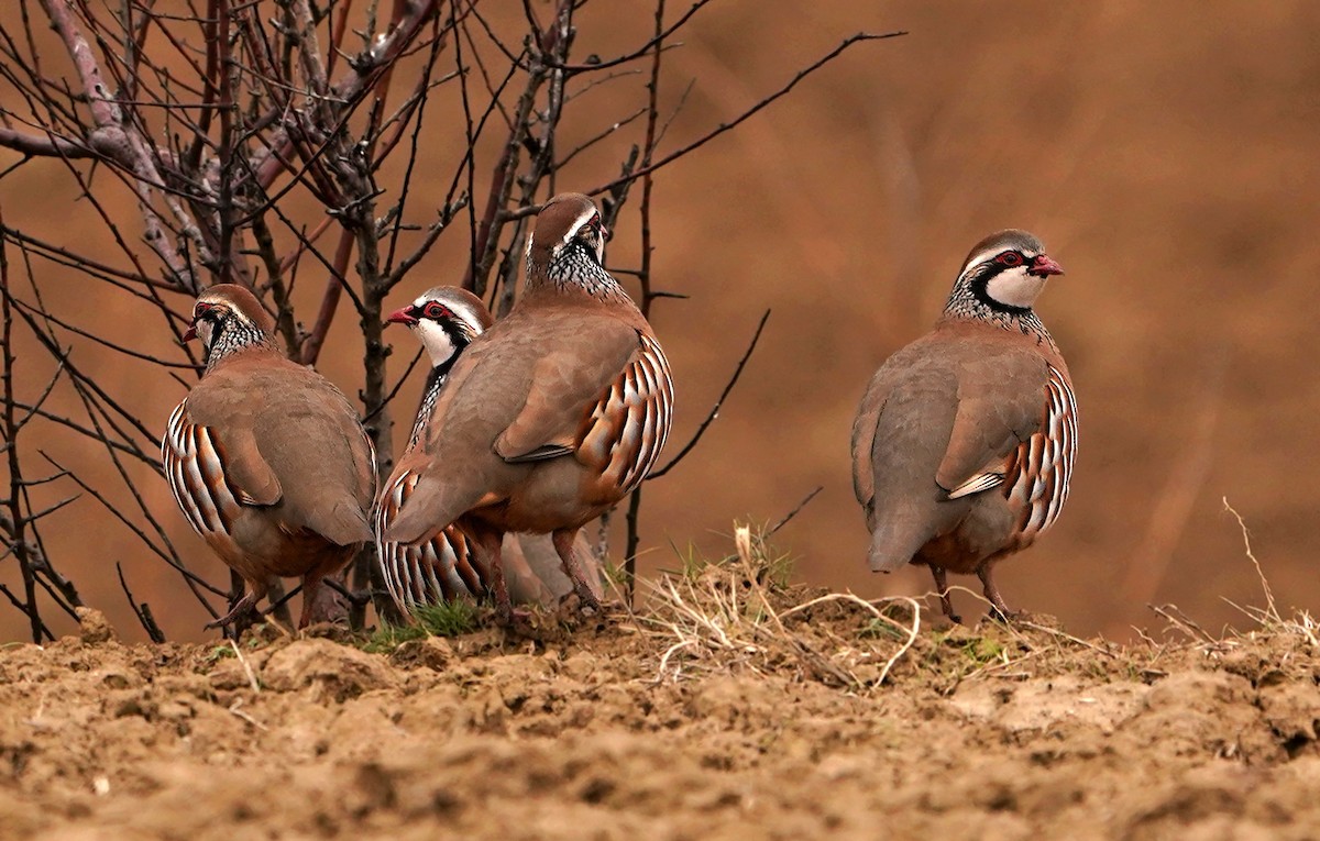 アカアシイワシャコ - ML646914781