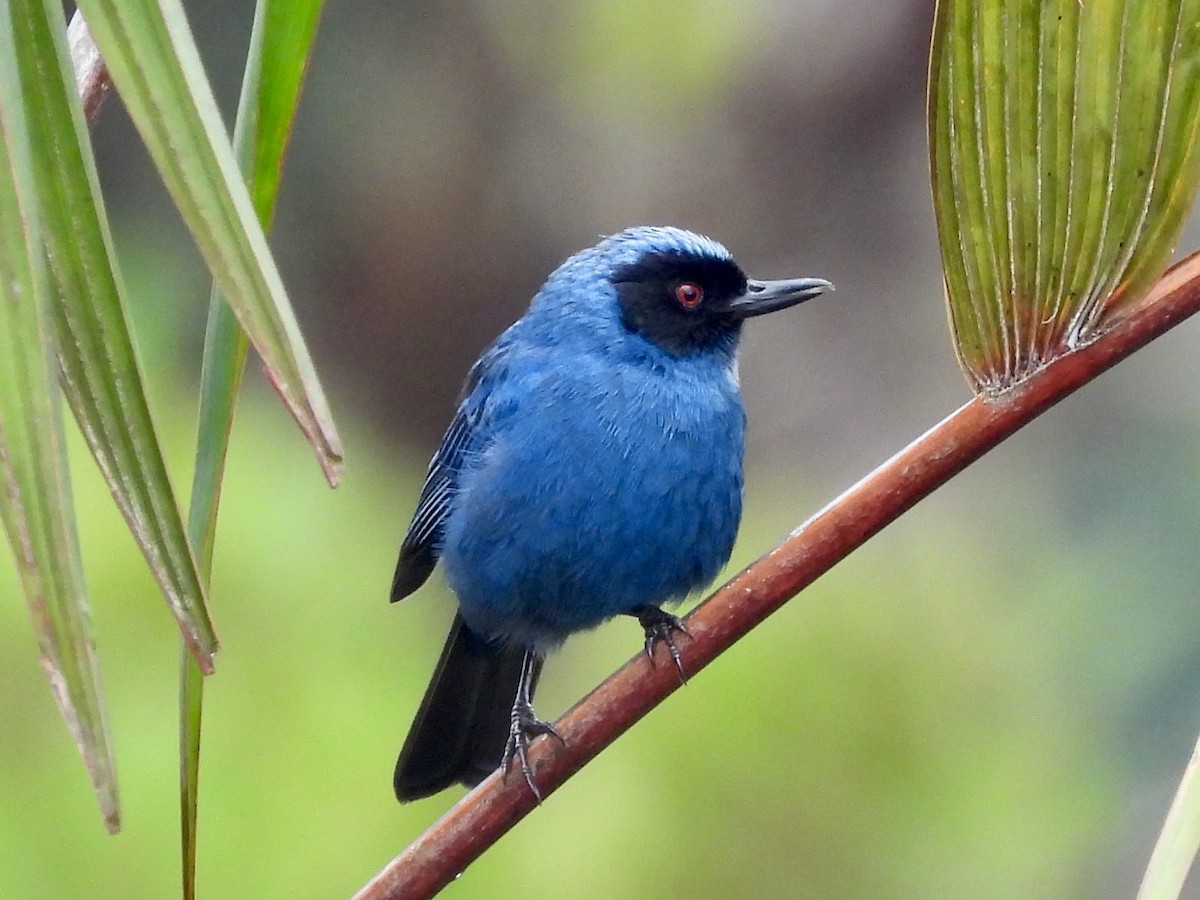 Masked Flowerpiercer - ML646914783