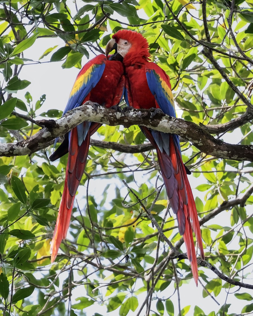 Ara rouge - ML646914784