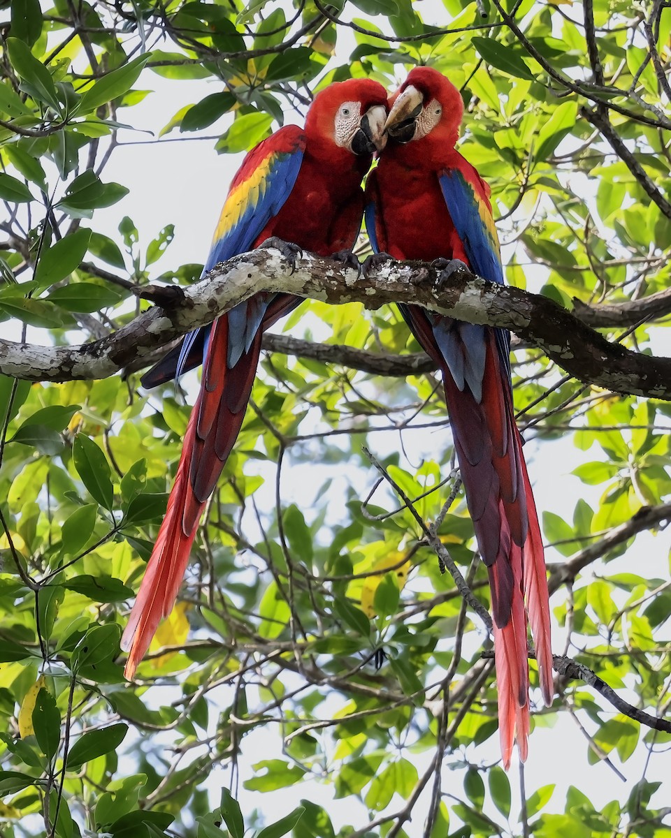 Ara rouge - ML646914785