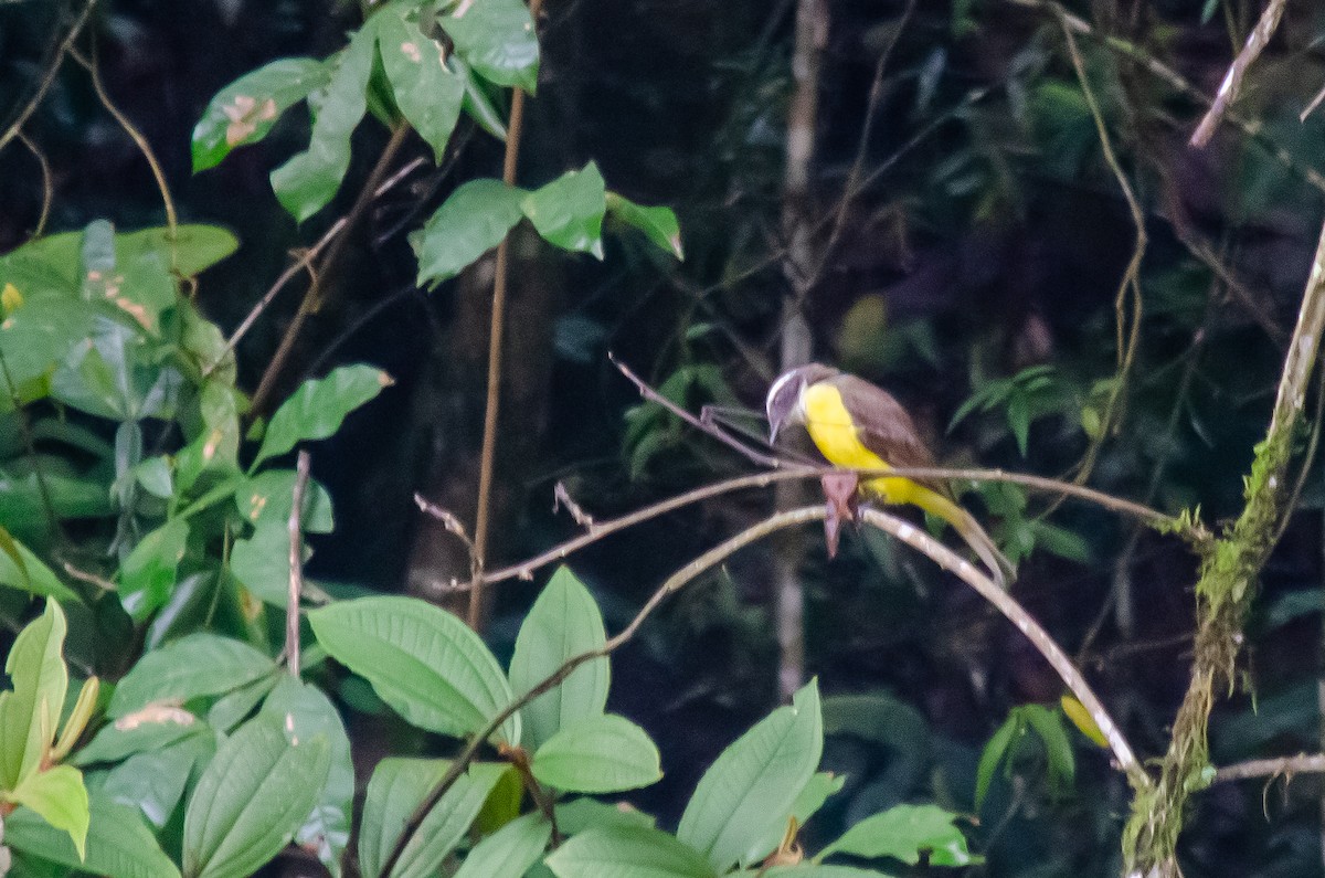 アカボウシヒタキモドキ - ML646914787