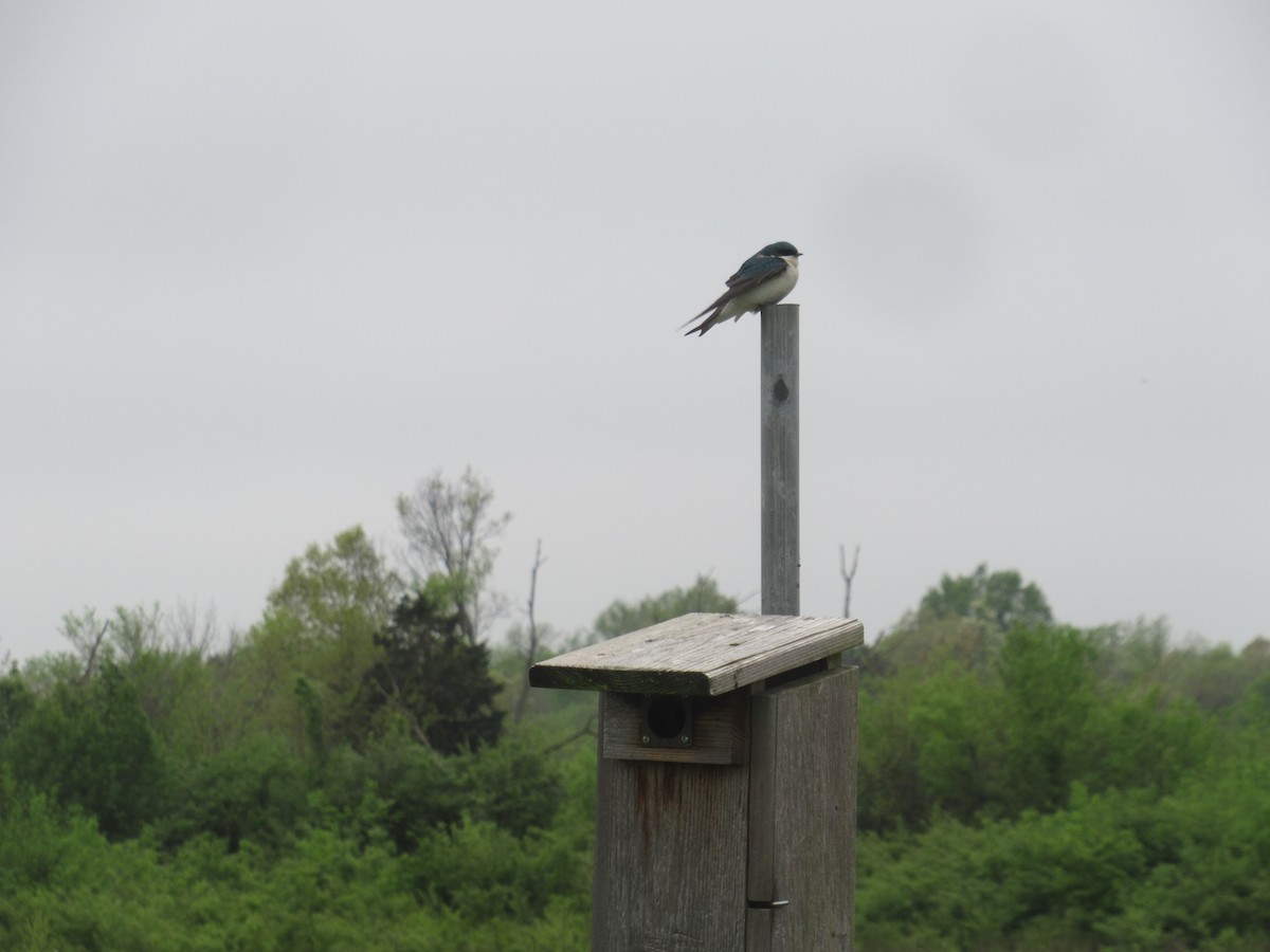 Tree Swallow - ML646914788
