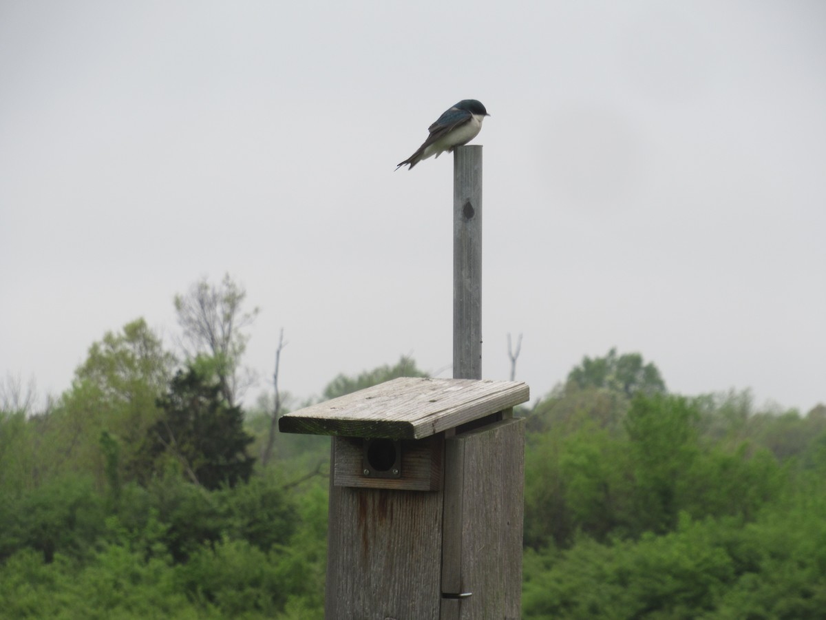 Tree Swallow - ML646914789