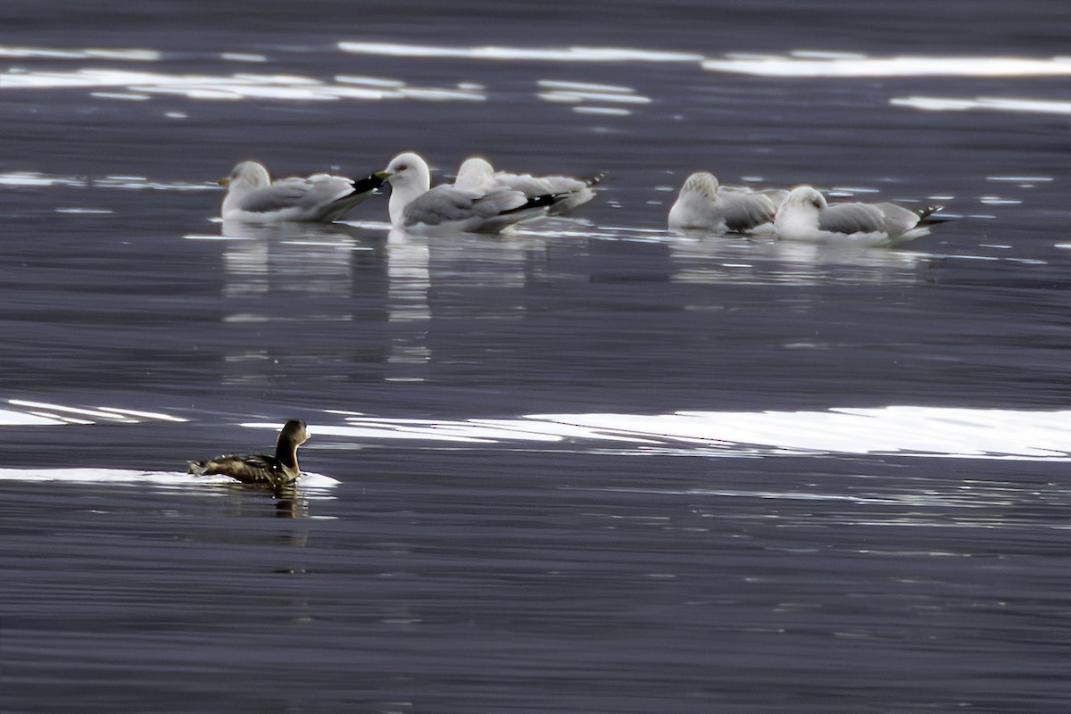 Pied-billed Grebe - ML646914798