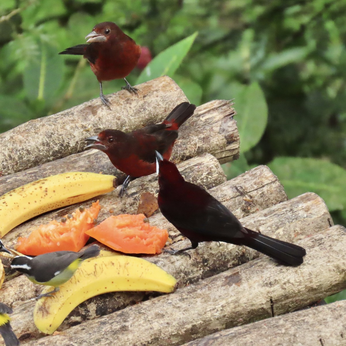 Silver-beaked Tanager - ML646914800