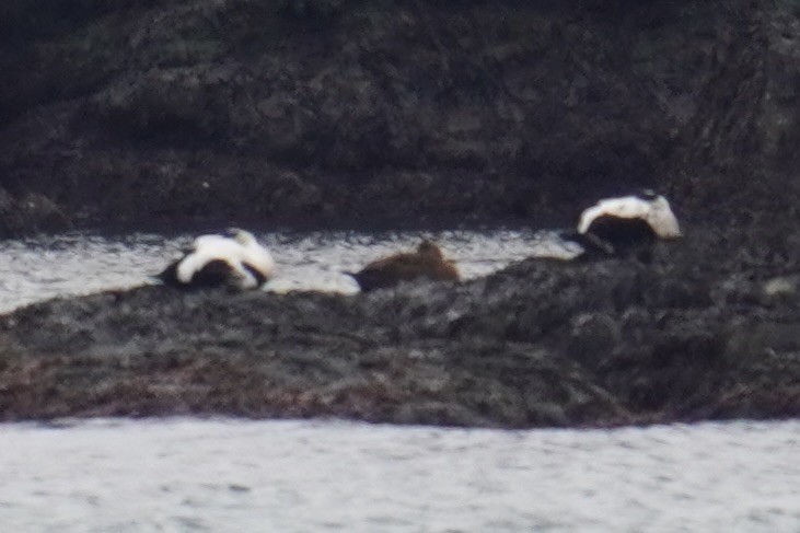 Éider Común (Americano) - ML646914802