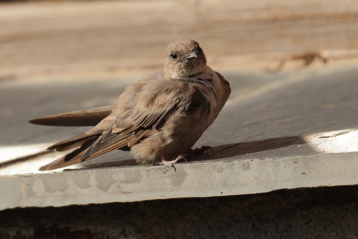 Скальная ласточка - ML646914803