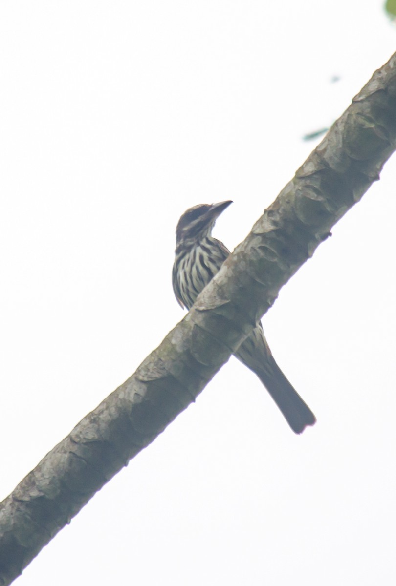 ブチタイランチョウ - ML646914807