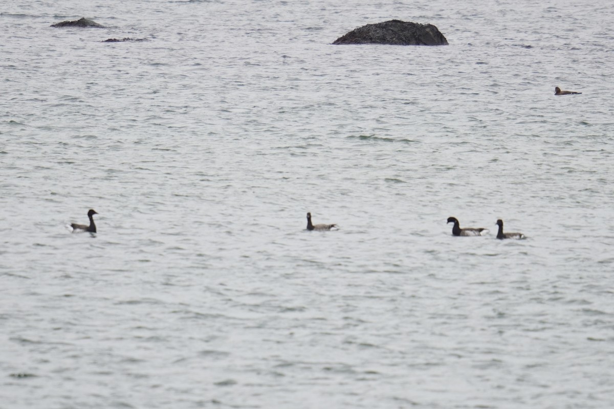 Barnacla Carinegra (Groenlandesa) - ML646914818