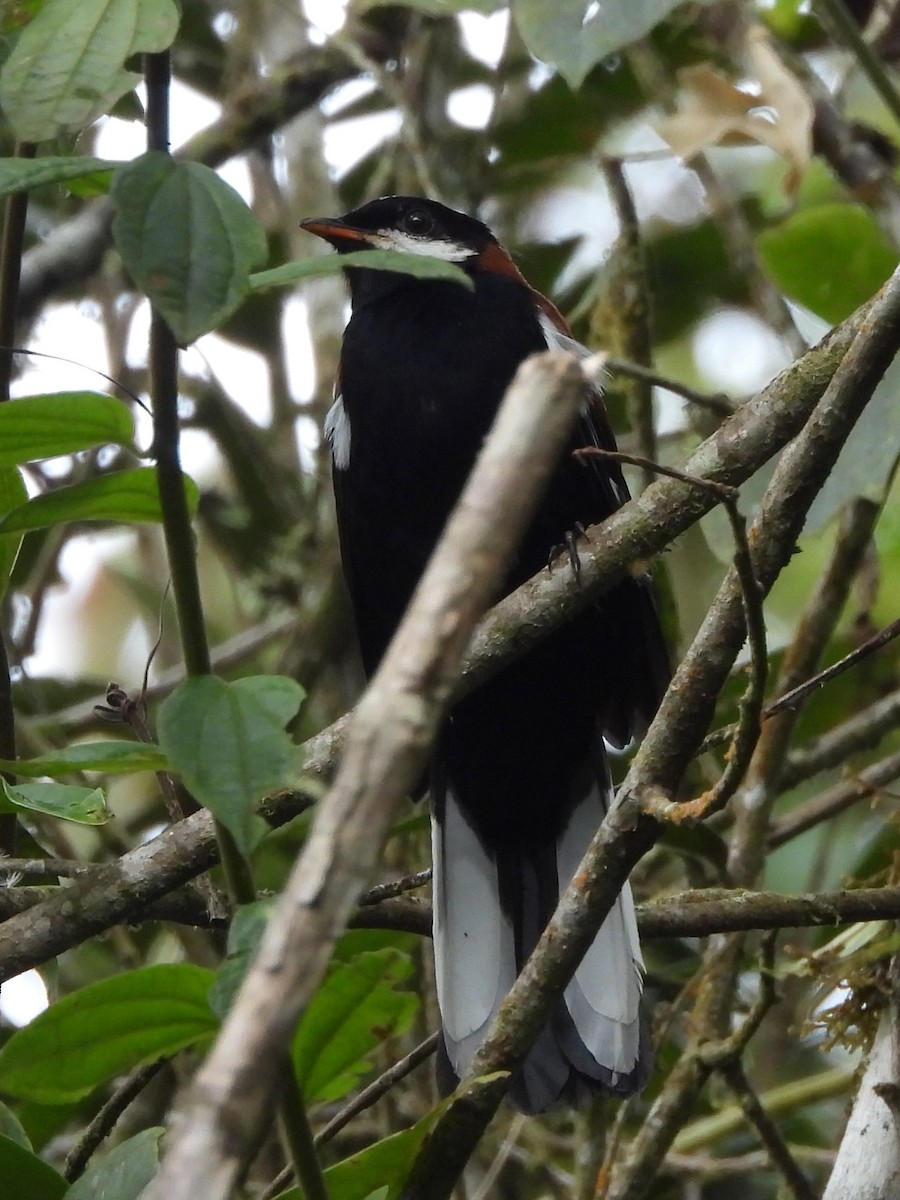 White-eared Solitaire - ML646914826