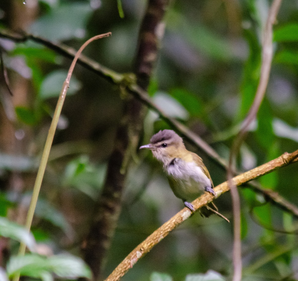 チヴィモズモドキ - ML646914827