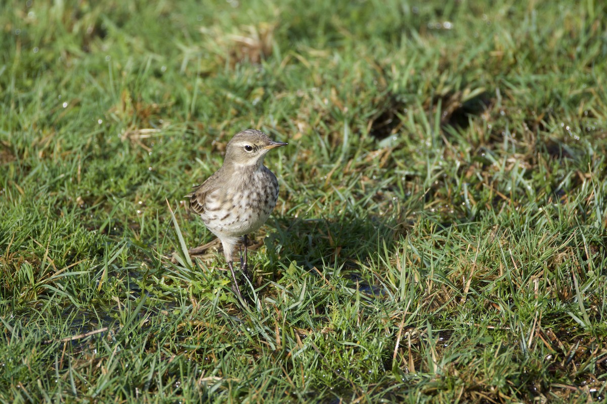 Water Pipit - ML646914834