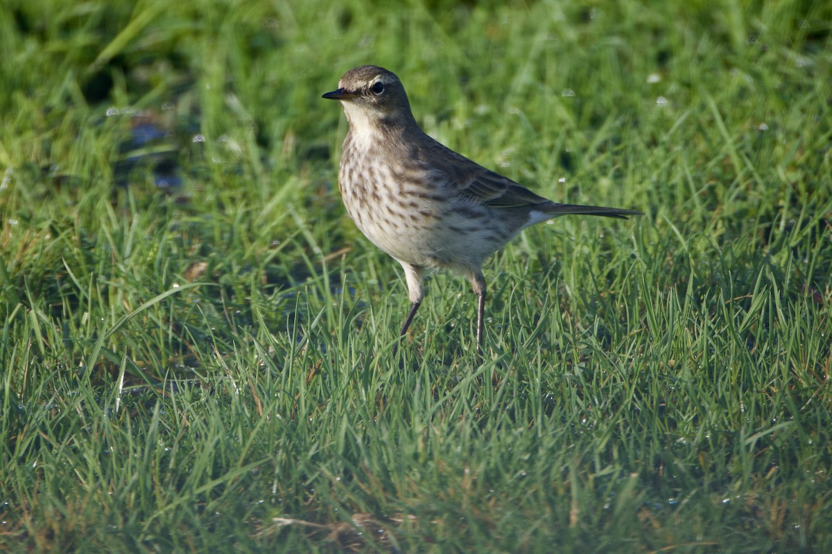 Water Pipit - ML646914835