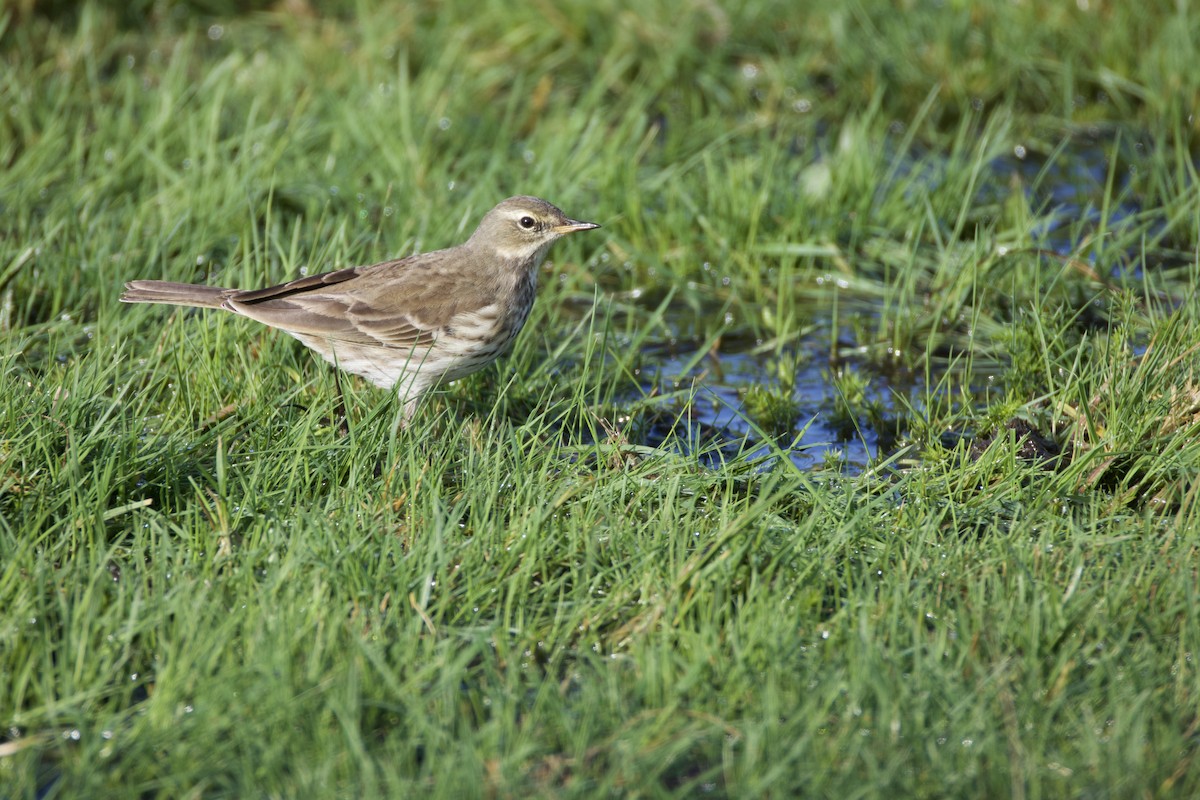 Water Pipit - ML646914837