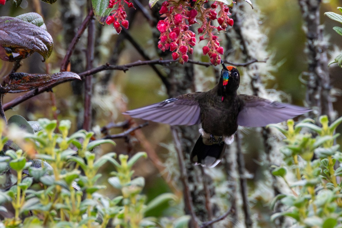 Rainbow-bearded Thornbill - ML646914842