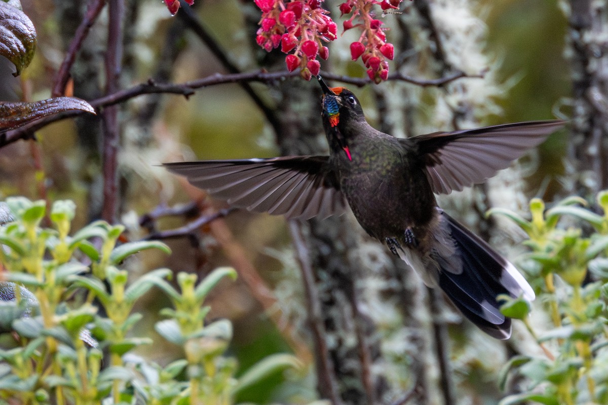 Rainbow-bearded Thornbill - ML646914843