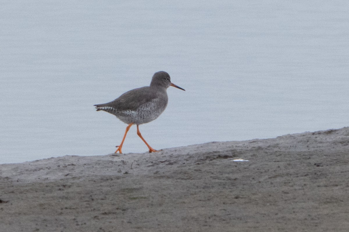 rødstilk - ML646914847