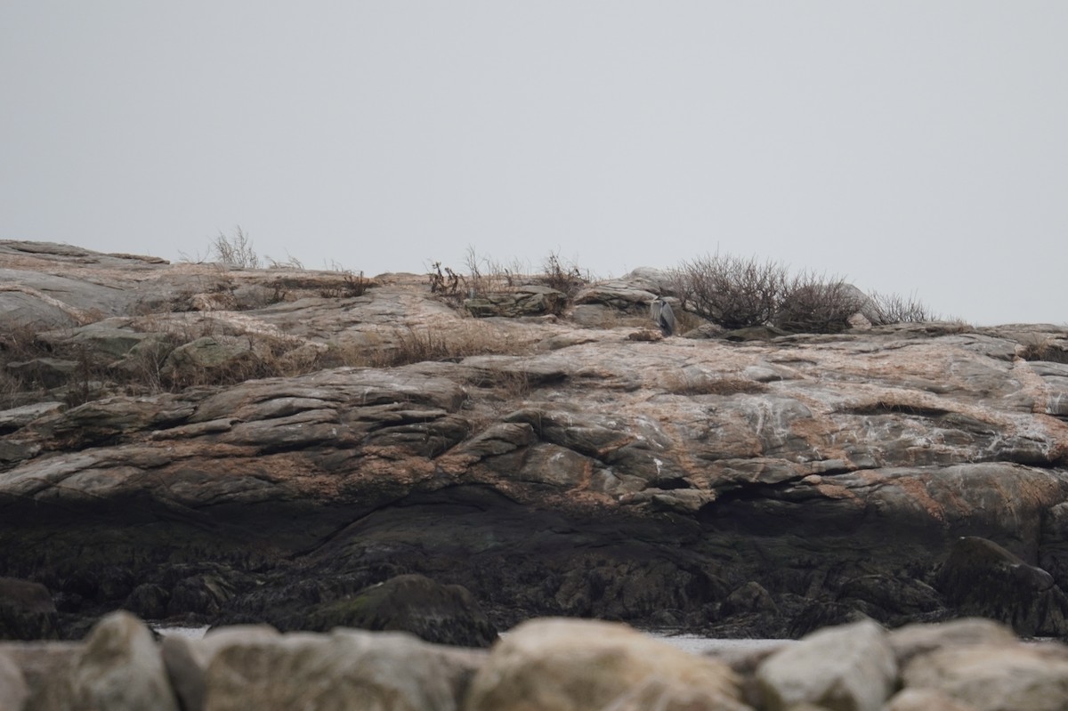 Garza Azulada (grupo herodias) - ML646914858