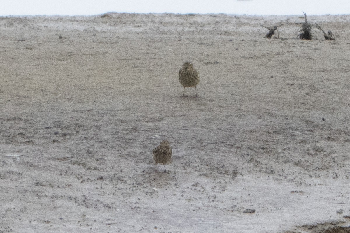 skjærpiplerke - ML646914859