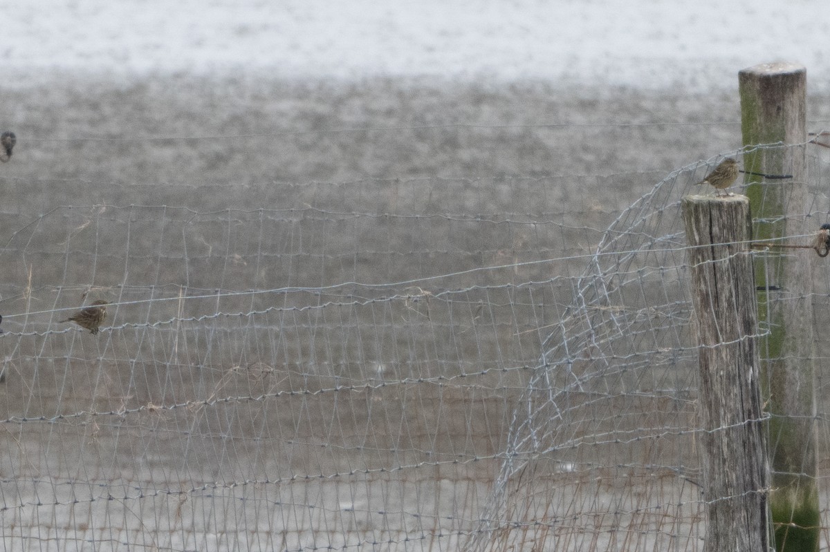 skjærpiplerke - ML646914860