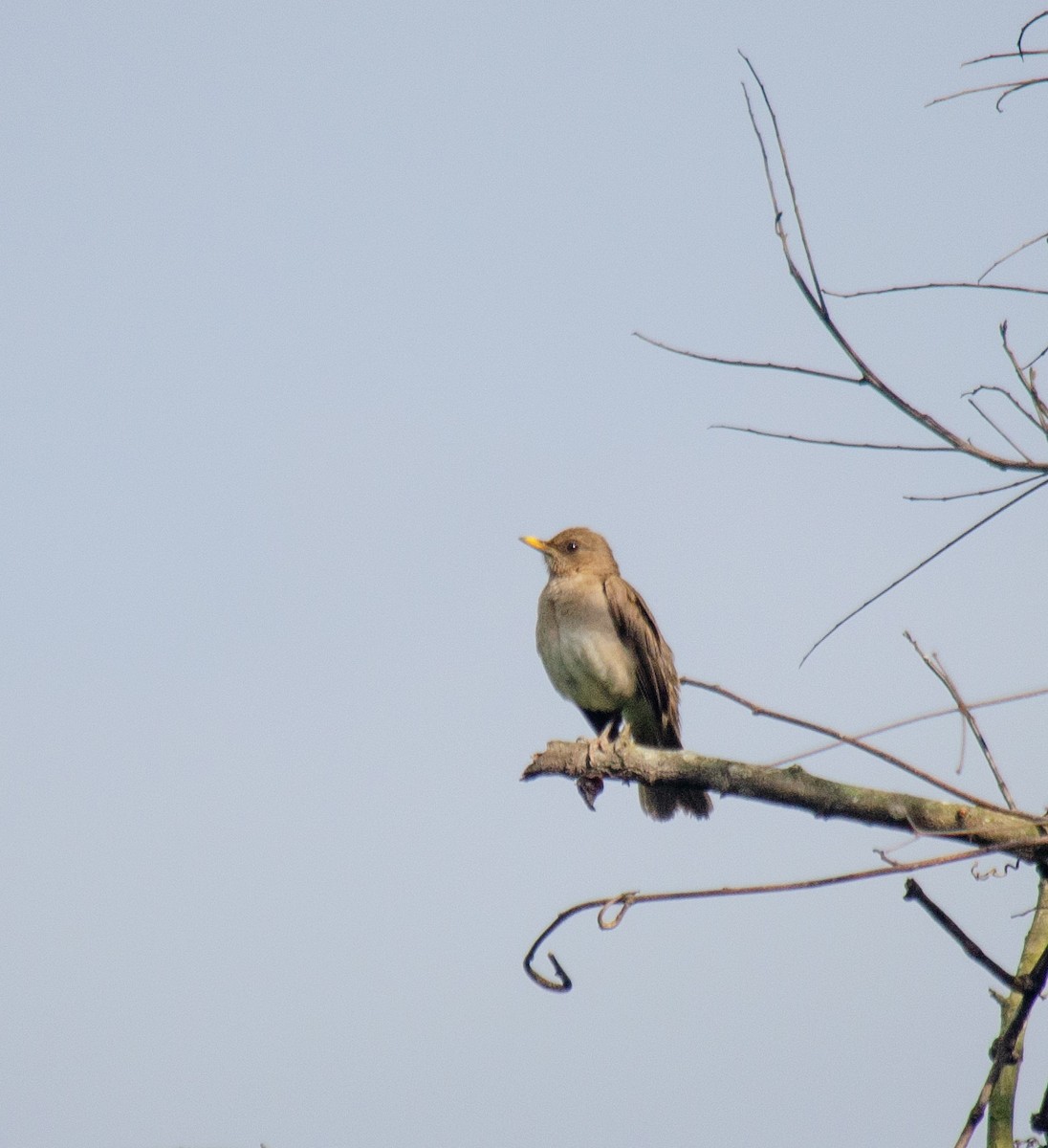 キバラツグミ - ML646914862