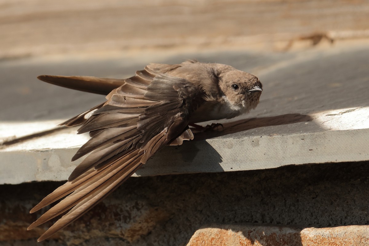 Скальная ласточка - ML646914868