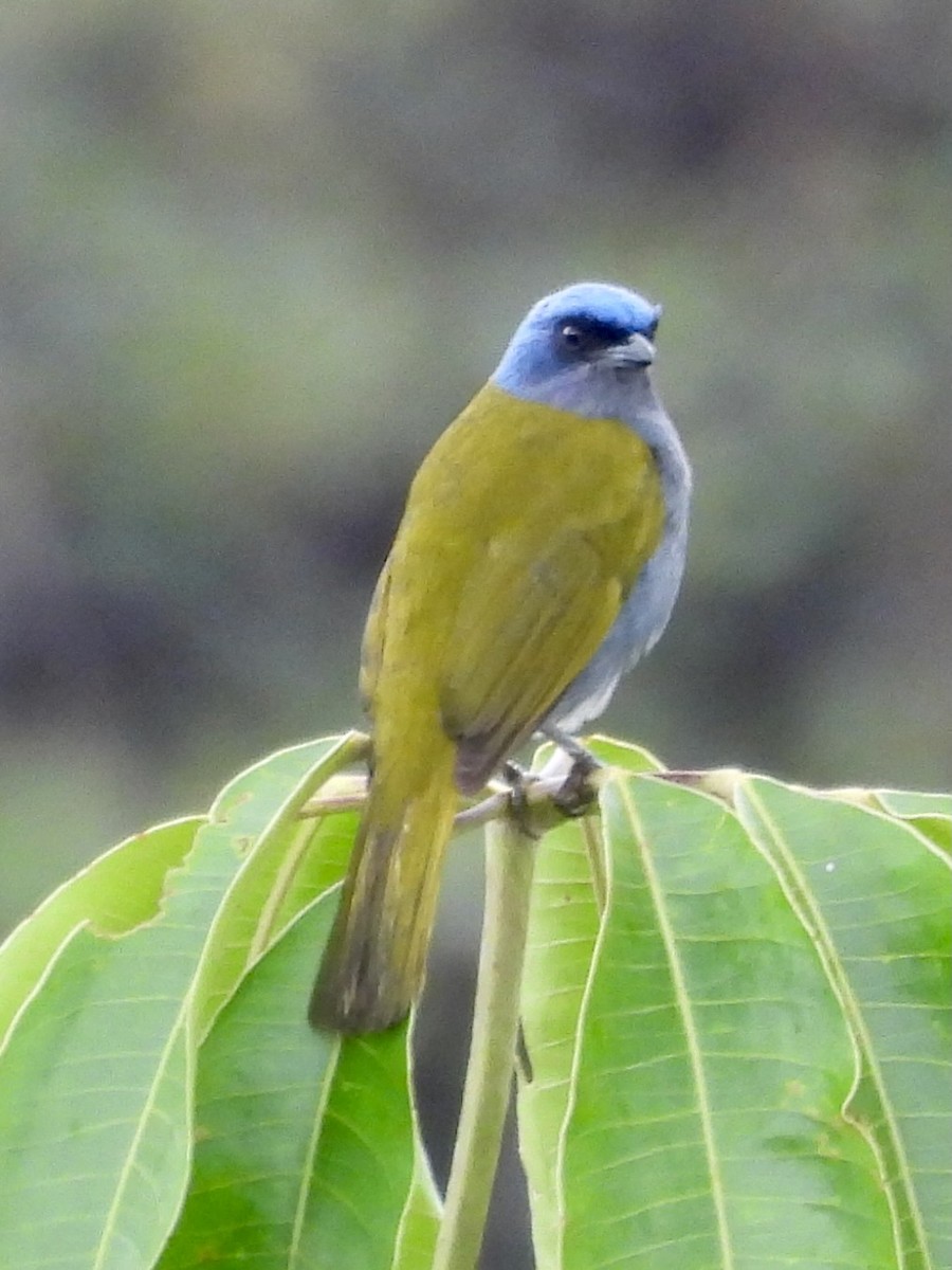Blue-capped Tanager - ML646914869