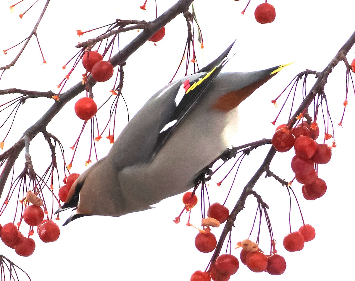 Ampelis Europeo - ML646914870