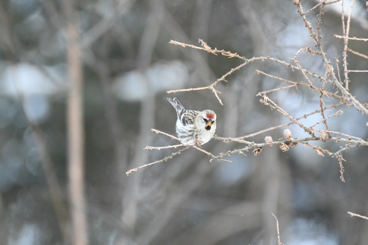 Redpoll - ML646914875