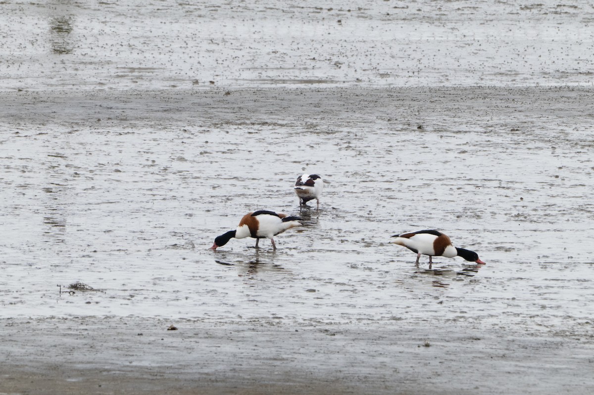 gravand - ML646914876