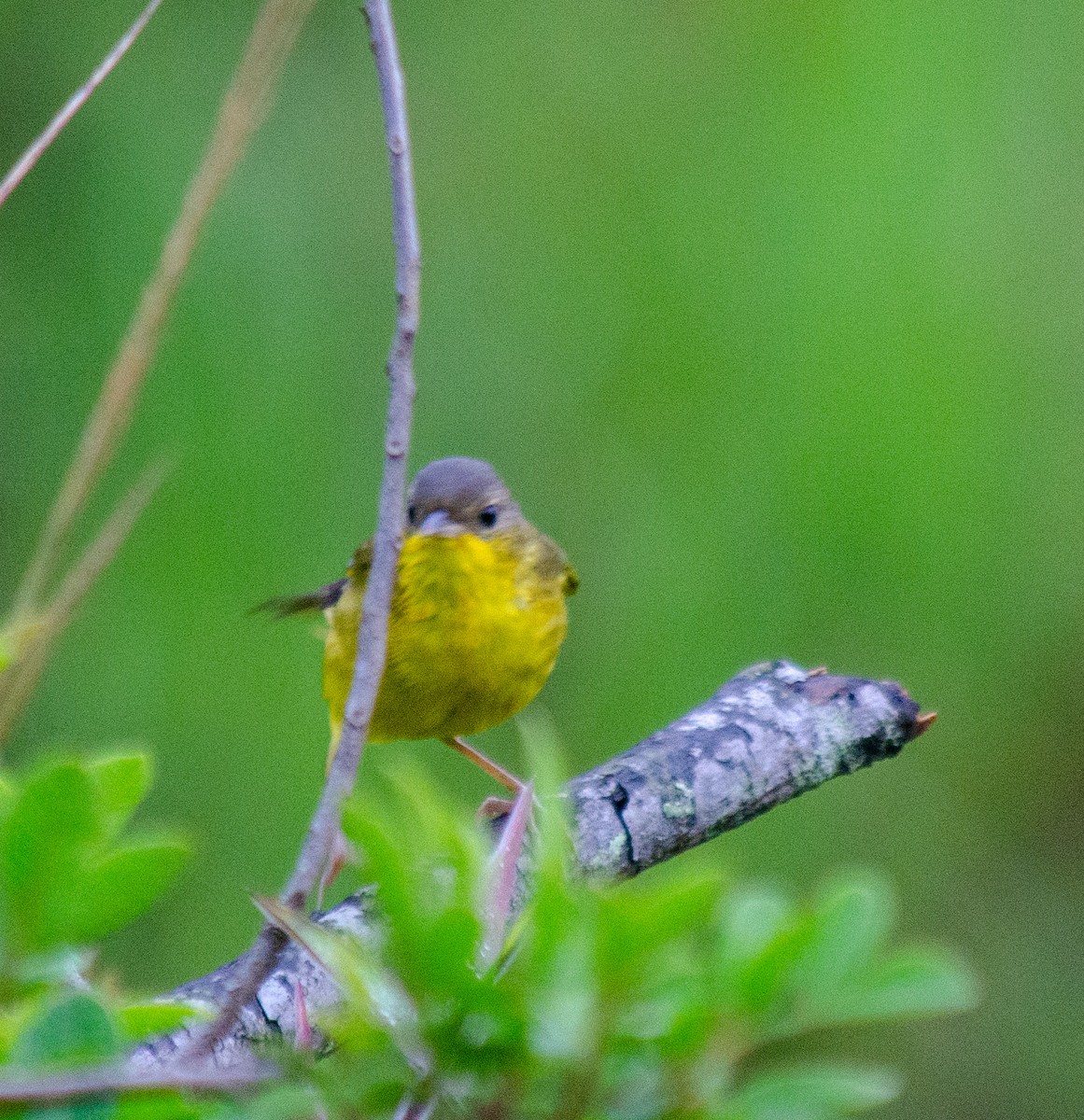 Southern Yellowthroat - ML646914879