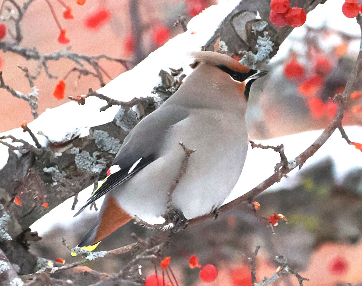 Ampelis Europeo - ML646914880