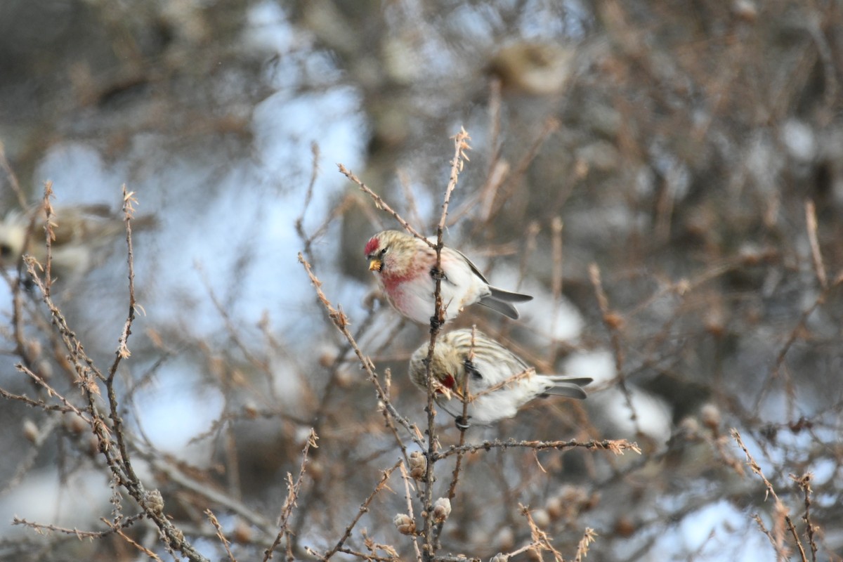 Redpoll - ML646914881