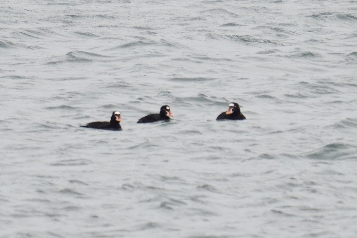 Negrón Careto - ML646914886