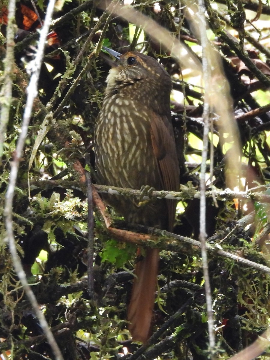Buff-browed Foliage-gleaner - ML646914887