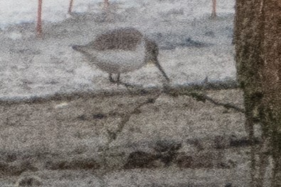 myrsnipe - ML646914888