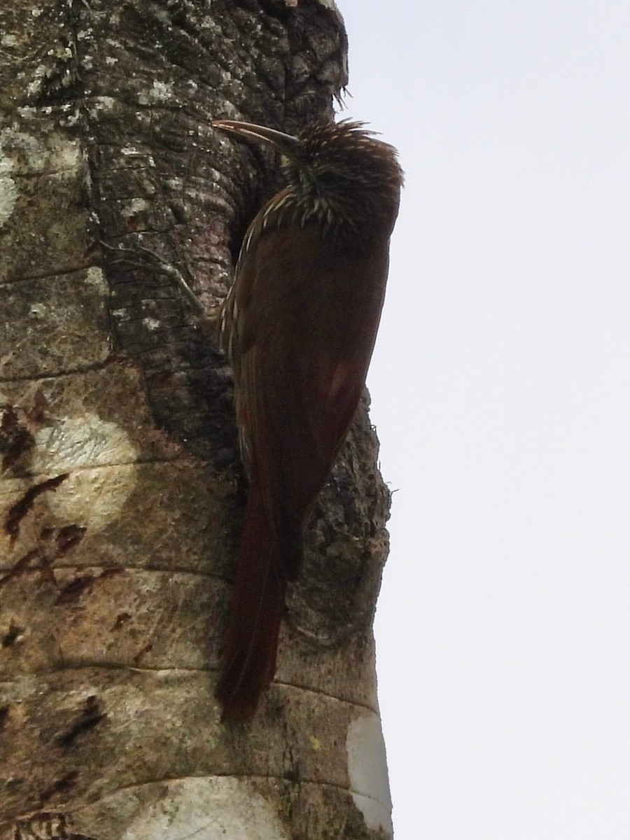 Montane Woodcreeper - ML646914890