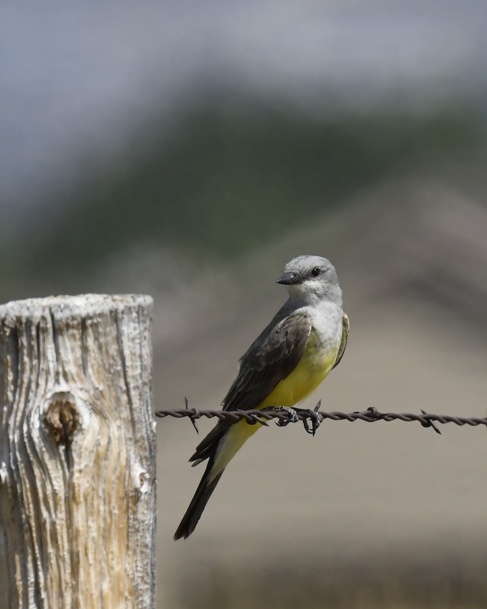 vestkongetyrann - ML646914893