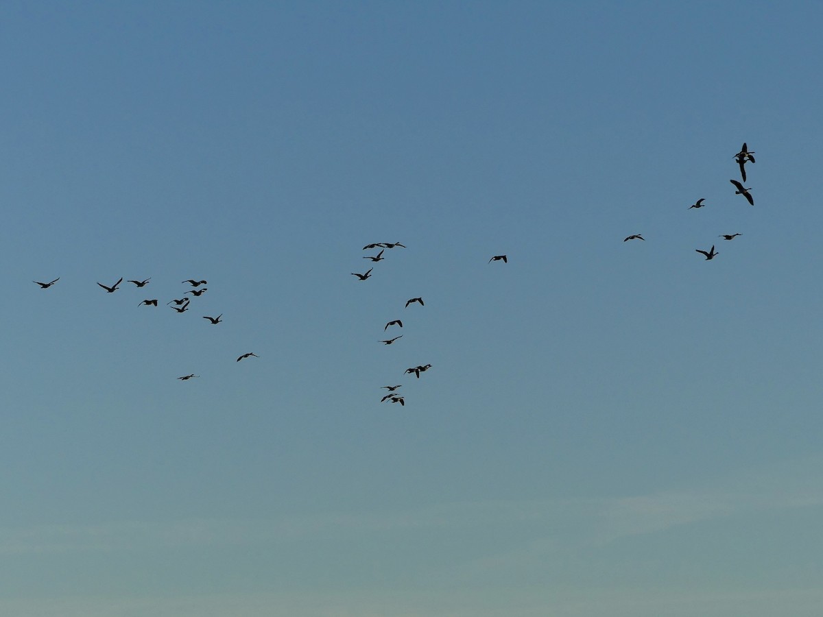 Bernache du Canada - ML646914896