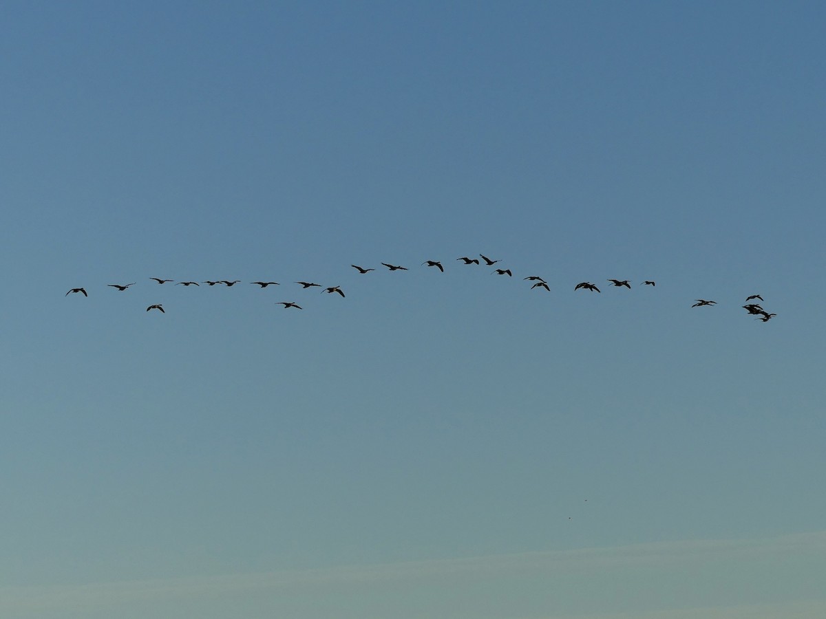 Bernache du Canada - ML646914897