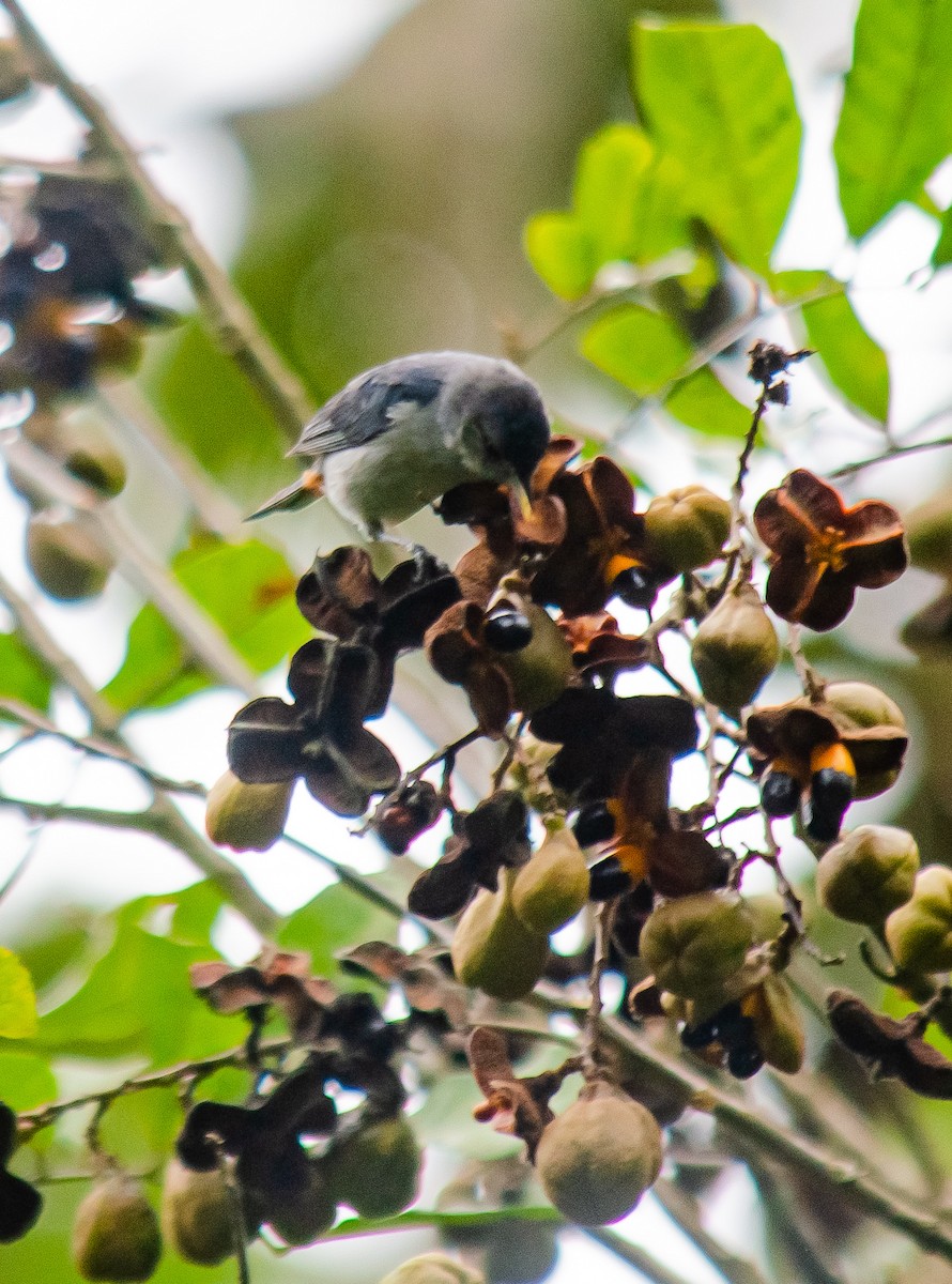 シリアカマルハシミツドリ - ML646914898