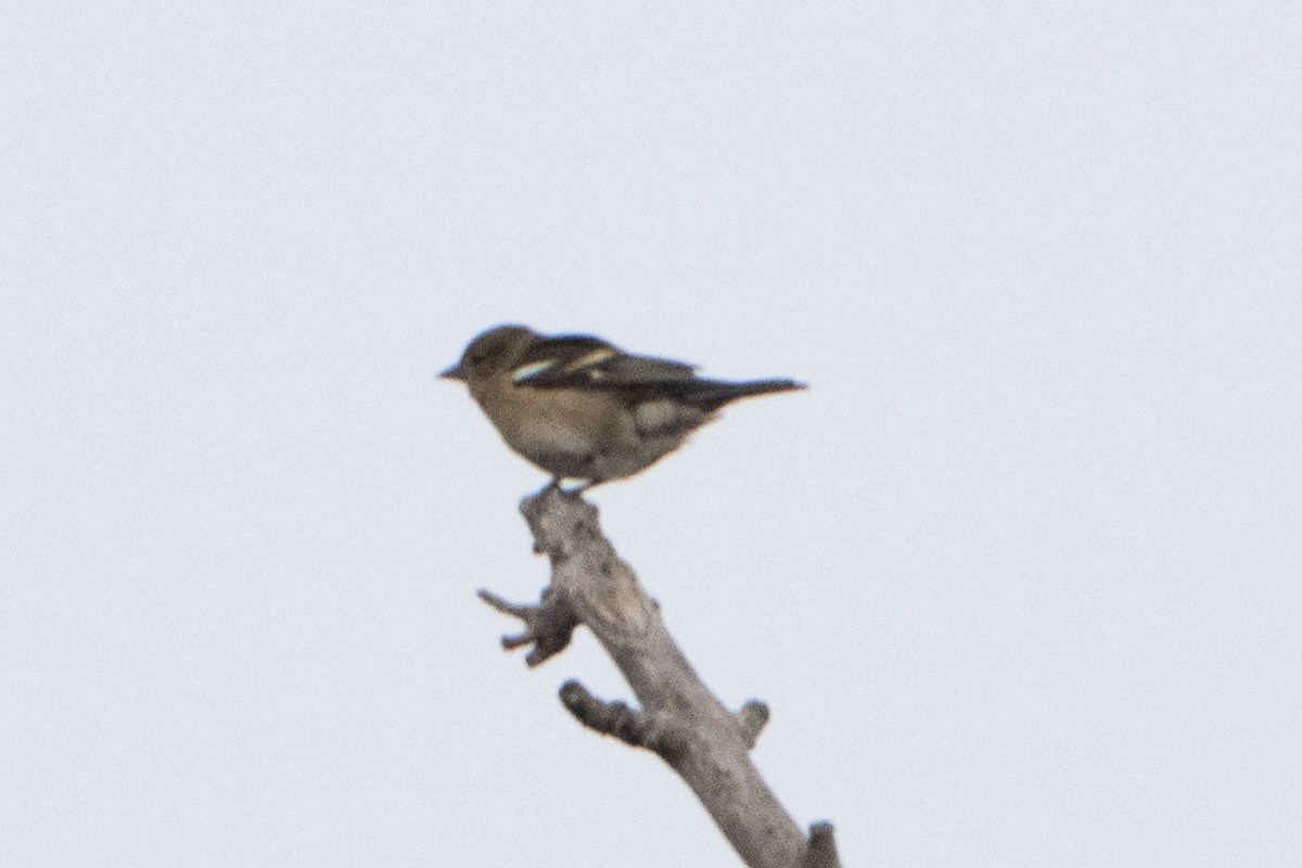 bokfink - ML646914900