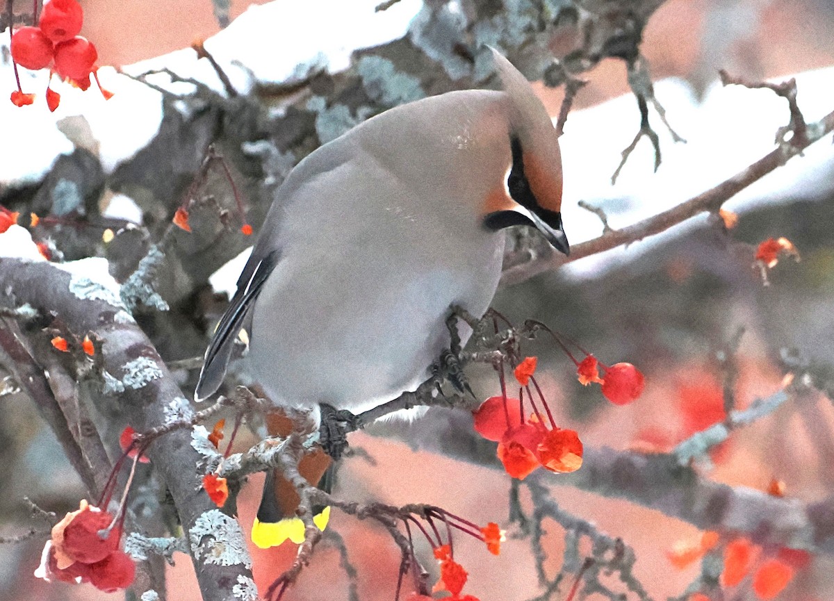 Ampelis Europeo - ML646914904