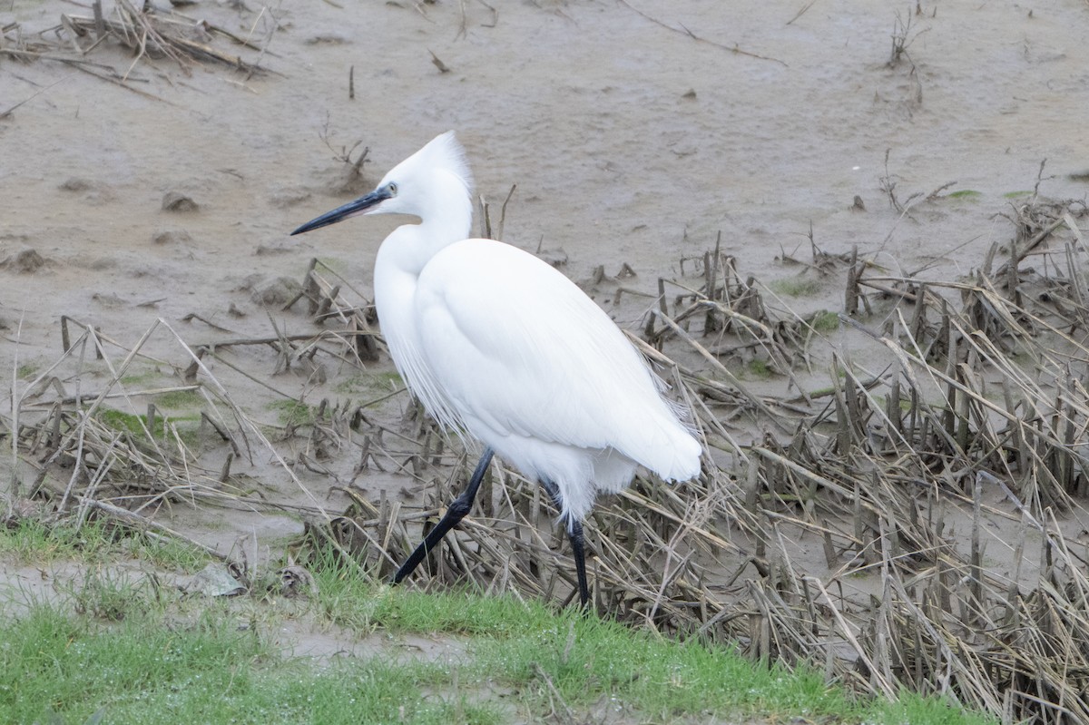 silkehegre - ML646914908