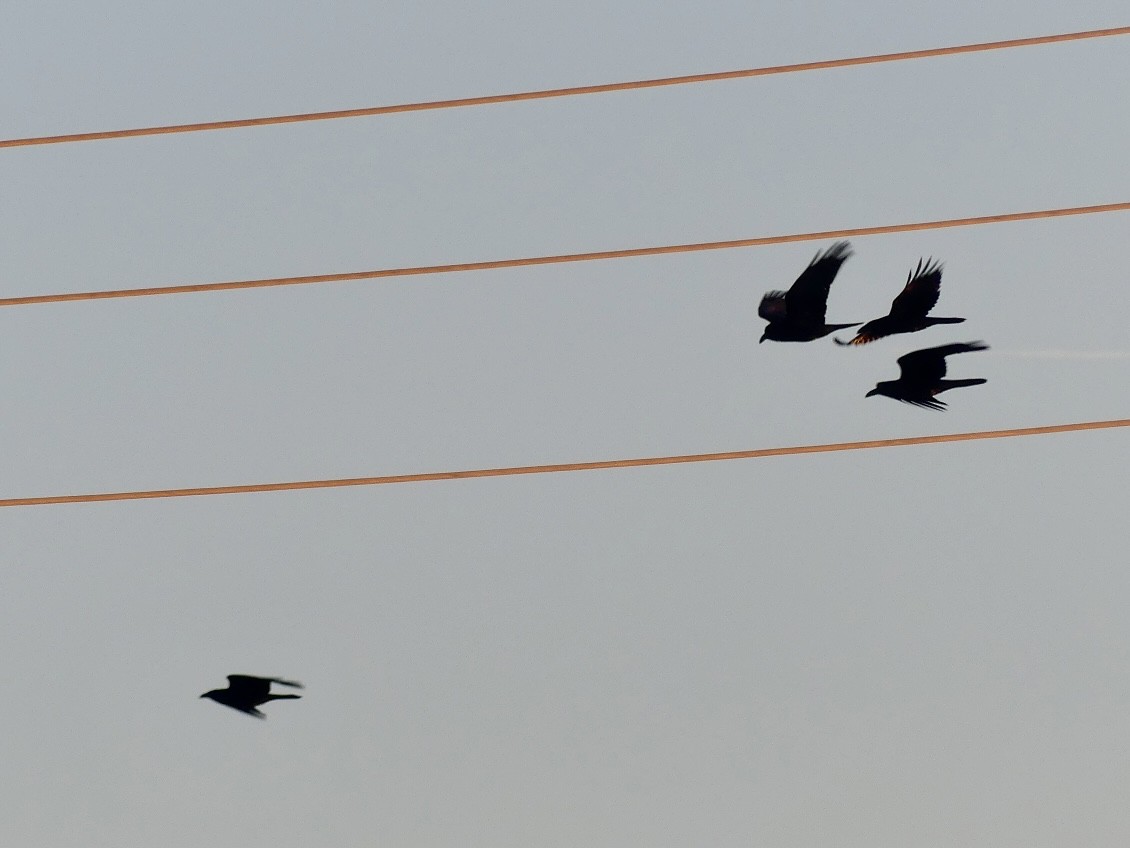 Common Raven - ML646914910