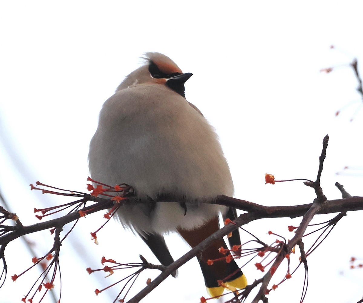 Ampelis Europeo - ML646914911