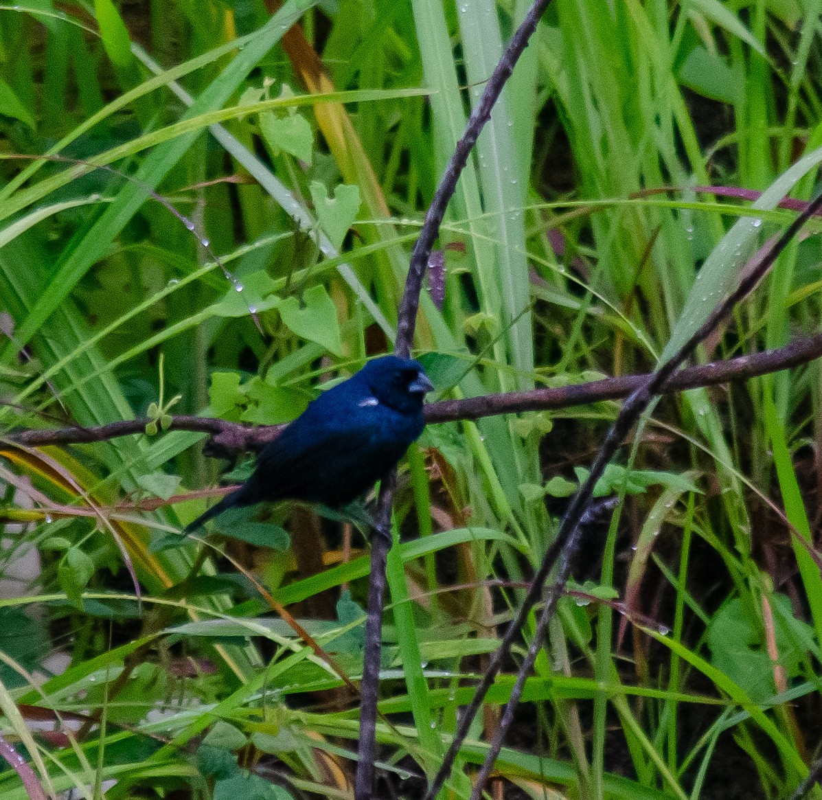 シコンヒワ - ML646914912