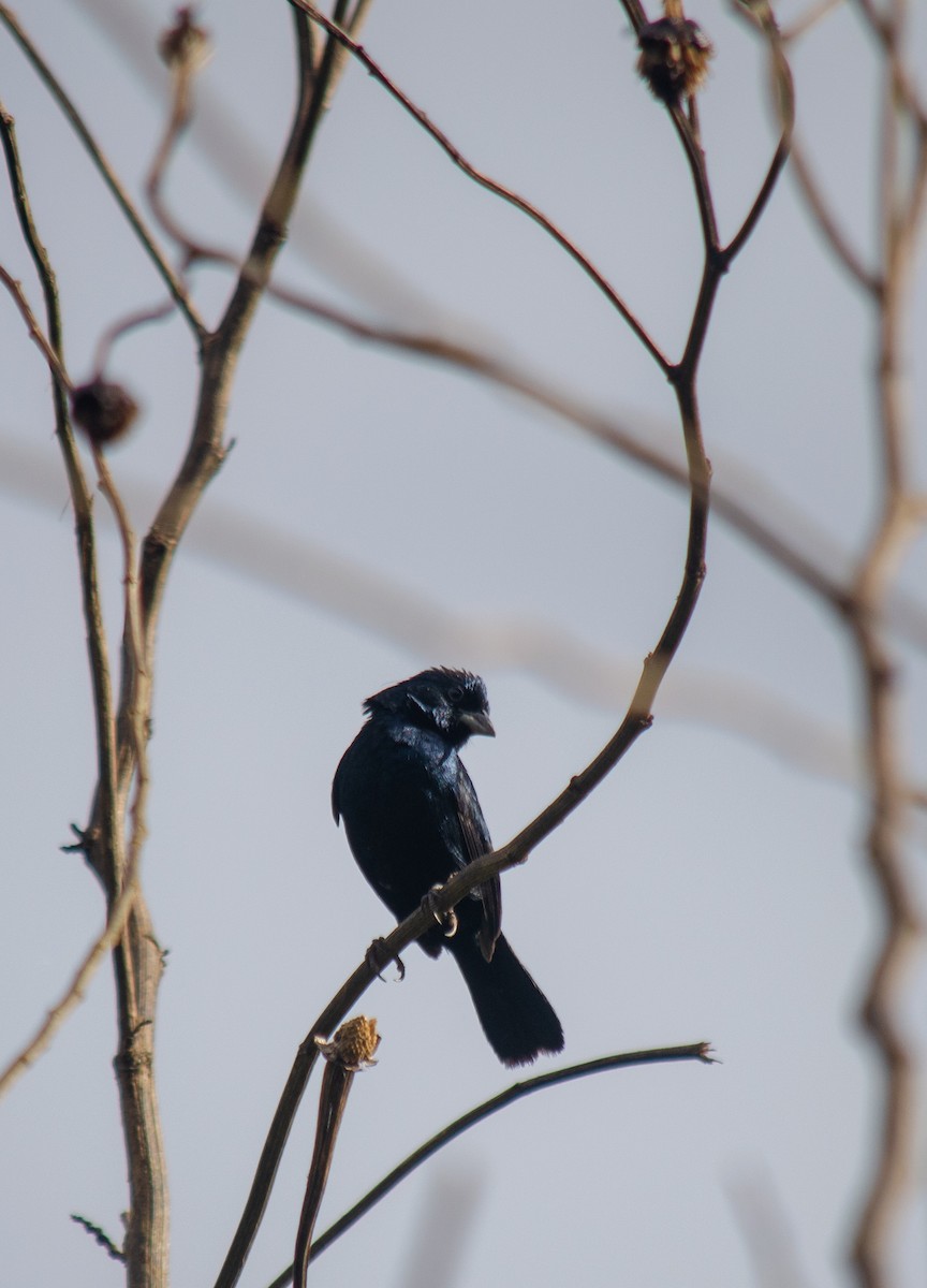 シコンヒワ - ML646914913