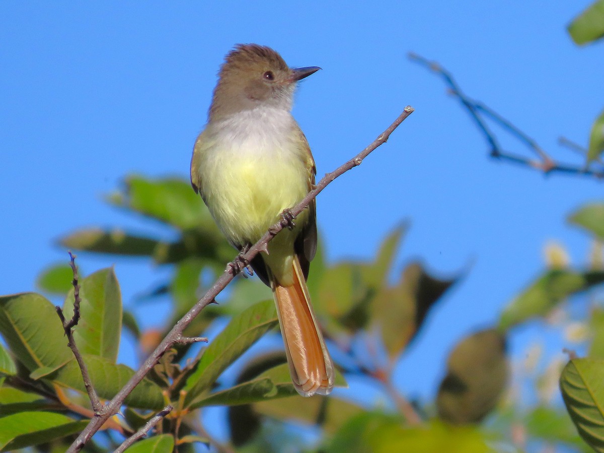 Nutting's Flycatcher - ML646914914