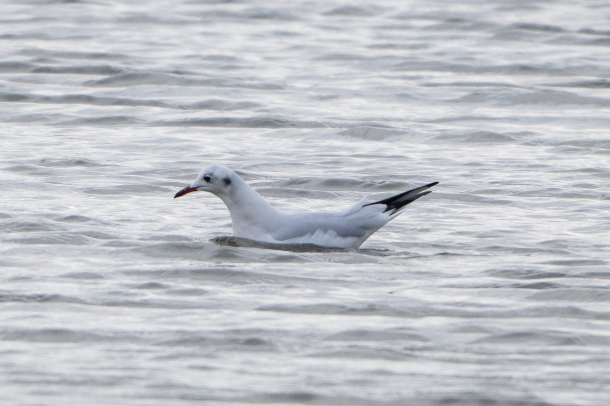 hettemåke - ML646914918